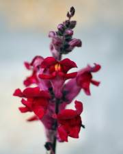 Fotografia da espécie Antirrhinum majus