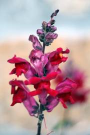 Fotografia da espécie Antirrhinum majus