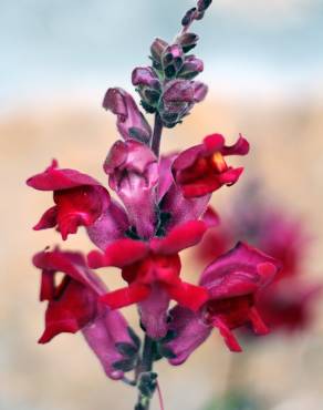 Fotografia 3 da espécie Antirrhinum majus no Jardim Botânico UTAD