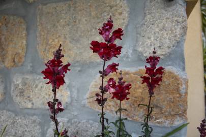 Fotografia da espécie Antirrhinum majus