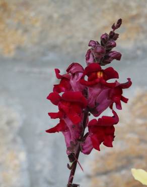 Fotografia 5 da espécie Antirrhinum majus no Jardim Botânico UTAD