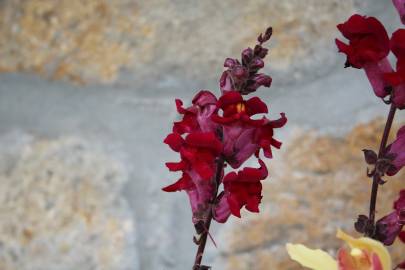 Fotografia da espécie Antirrhinum majus