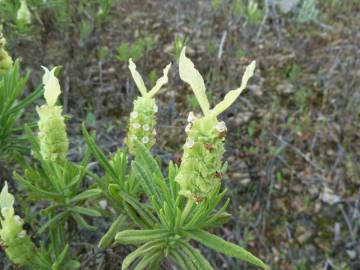 Fotografia da espécie Lavandula viridis