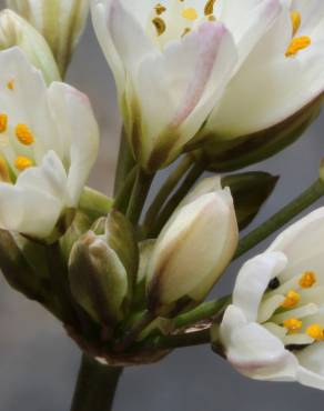 Fotografia 1 da espécie Allium massaessylum no Jardim Botânico UTAD