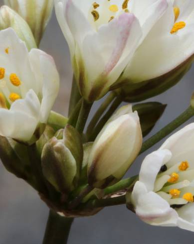 Fotografia de capa Allium massaessylum - do Jardim Botânico