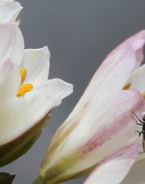 Fotografia 3 da espécie Allium massaessylum no Jardim Botânico UTAD