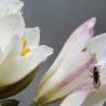 Fotografia 3 da espécie Allium massaessylum do Jardim Botânico UTAD