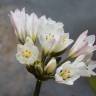 Fotografia 4 da espécie Allium massaessylum do Jardim Botânico UTAD