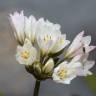 Fotografia 5 da espécie Allium massaessylum do Jardim Botânico UTAD