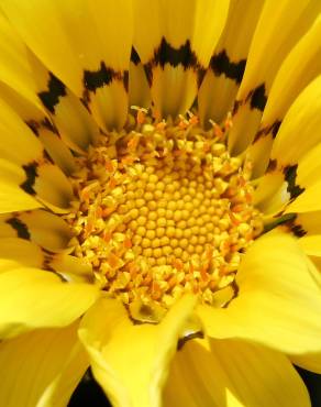 Fotografia 1 da espécie Gazania rigens no Jardim Botânico UTAD