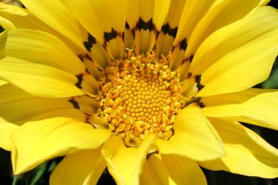 Fotografia da espécie Gazania rigens