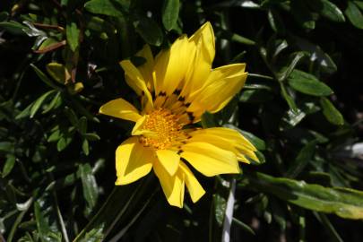 Fotografia da espécie Gazania rigens