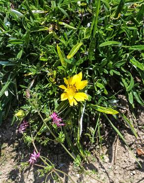 Fotografia 5 da espécie Gazania rigens no Jardim Botânico UTAD