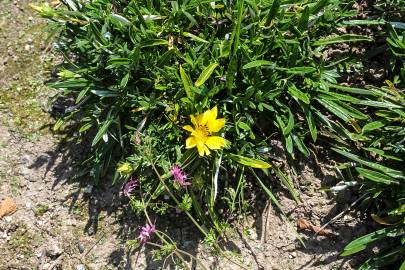 Fotografia da espécie Gazania rigens