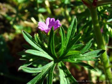 Fotografia da espécie Geranium dissectum