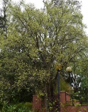 Fotografia 3 da espécie Ulmus minor no Jardim Botânico UTAD