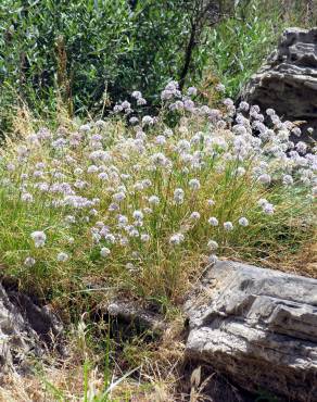 Fotografia 5 da espécie Allium schmitzii no Jardim Botânico UTAD