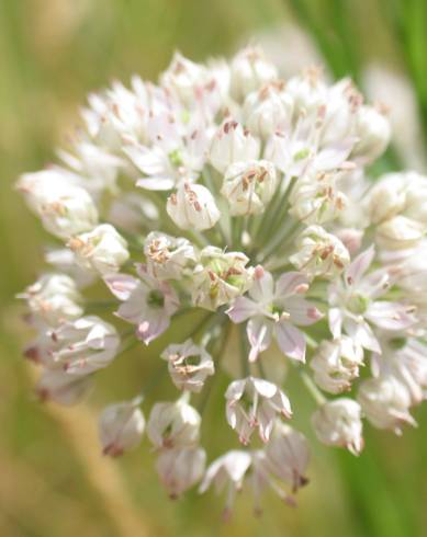 Fotografia de capa Allium schmitzii - do Jardim Botânico