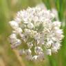 Fotografia 1 da espécie Allium schmitzii do Jardim Botânico UTAD