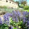 Fotografia 3 da espécie Ajuga reptans do Jardim Botânico UTAD