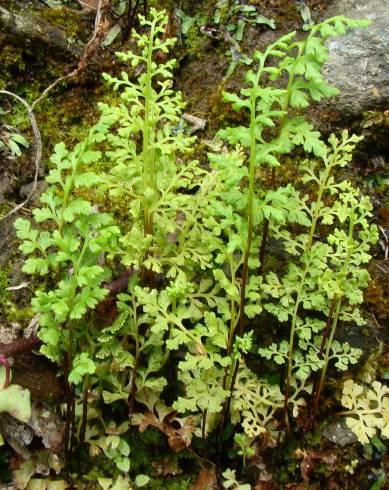 Fotografia de capa Anogramma leptophylla - do Jardim Botânico