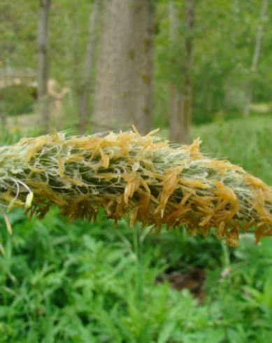 Fotografia de capa Anthoxanthum amarum - do Jardim Botânico