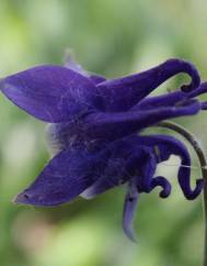 Aquilegia vulgaris subesp. dichroa