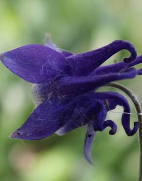 Fotografia 1 da espécie Aquilegia vulgaris subesp. dichroa no Jardim Botânico UTAD