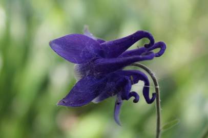 Fotografia da espécie Aquilegia vulgaris subesp. dichroa