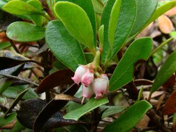 Fotografia da espécie Arctostaphylos uva-ursi