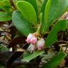 Fotografia 3 da espécie Arctostaphylos uva-ursi do Jardim Botânico UTAD