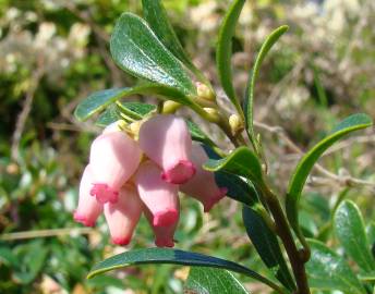 Fotografia da espécie Arctostaphylos uva-ursi