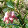 Fotografia 5 da espécie Arctostaphylos uva-ursi do Jardim Botânico UTAD