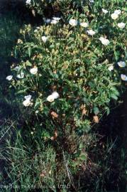 Fotografia da espécie Cistus populifolius subesp. populifolius