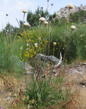 Fotografia 5 da espécie Armeria beirana no Jardim Botânico UTAD