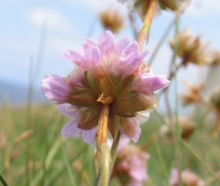 Fotografia da espécie Armeria maritima