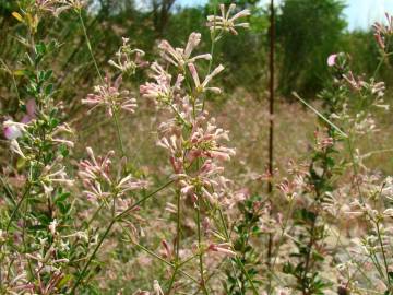 Fotografia da espécie Asperula aristata subesp. scabra