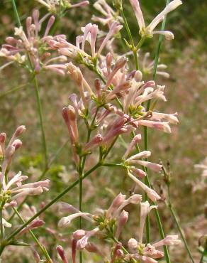 Fotografia 4 da espécie Asperula aristata subesp. scabra no Jardim Botânico UTAD