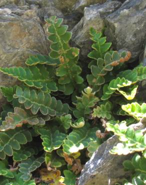 Fotografia 5 da espécie Asplenium ceterach no Jardim Botânico UTAD