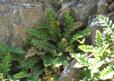 Fotografia da espécie Asplenium ceterach