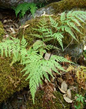 Fotografia 1 da espécie Asplenium onopteris no Jardim Botânico UTAD