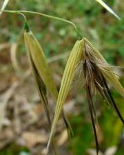 Fotografia da espécie Avena sterilis