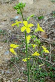 Fotografia da espécie Brassica barrelieri