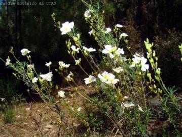 Fotografia da espécie Halimium umbellatum subesp. viscosum