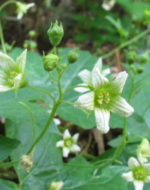 Fotografia 6 da espécie Bryonia cretica subesp. dioica no Jardim Botânico UTAD