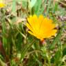 Fotografia 5 da espécie Calendula arvensis do Jardim Botânico UTAD