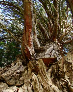 Fotografia 1 da espécie Calocedrus decurrens no Jardim Botânico UTAD