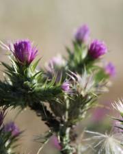 Fotografia da espécie Carduus tenuiflorus