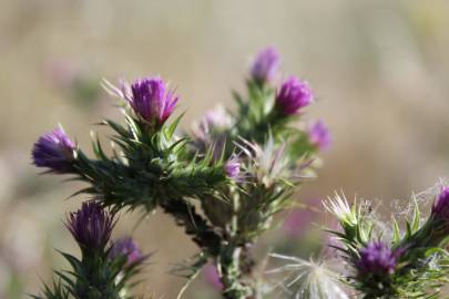 Fotografia da espécie Carduus tenuiflorus