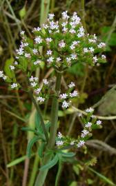 Fotografia da espécie Centranthus calcitrapae subesp. calcitrapae